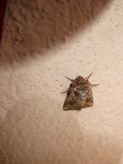 Mythimna languida