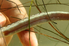 Syngnathus louisianae