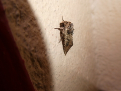 Mythimna languida