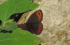 Erebia triarius