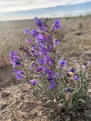 Penstemon speciosus