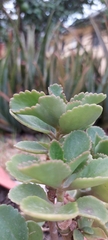 Kalanchoe fedtschenkoi