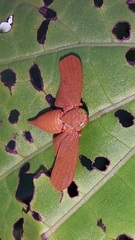 Coelidiinae