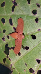 Coelidiinae