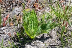 Lichtensteinia lacera
