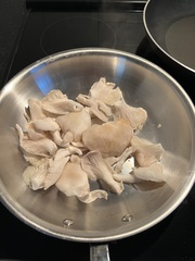 Pleurotus pulmonarius