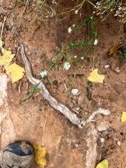 Lepidium montanum