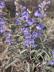 Penstemon speciosus