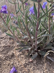Penstemon speciosus
