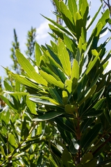 Brabejum stellatifolium