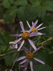 Eucephalus ledophyllus ledophyllus