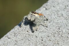 Phidippus regius