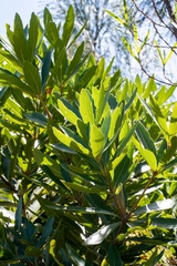 Brabejum stellatifolium