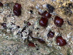 Actinia tenebrosa