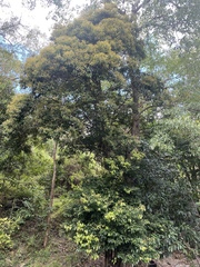 Cryptocarya triplinervis riparia