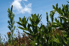 Brabejum stellatifolium