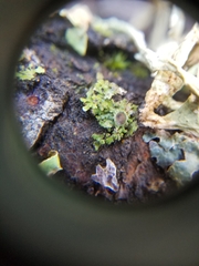 Physconia americana