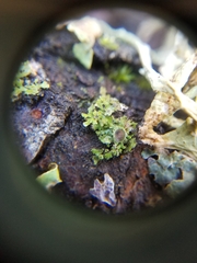 Physconia americana