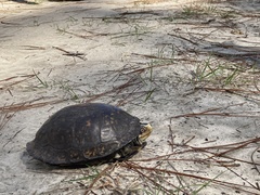 Terrapene carolina major