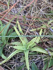 Pinguicula