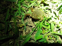 Occidozyga lima