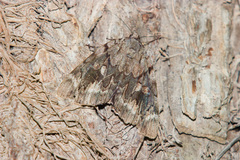 Catocala agrippina