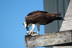 Archosargus probatocephalus