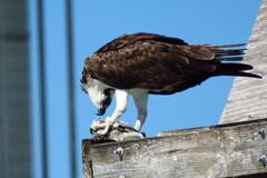 Archosargus probatocephalus