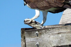 Archosargus probatocephalus