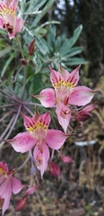 Alstroemeria hookeri
