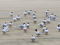 Sterna striata striata