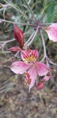 Alstroemeria hookeri