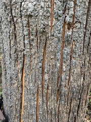 Madhuca longifolia latifolia
