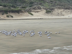 Sterna striata striata