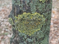 Xanthoria parietina