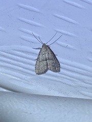 Hypenodes fractilinea