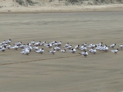 Sterna striata striata