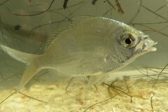 Eucinostomus gula