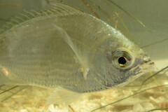 Eucinostomus gula