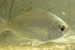 Eucinostomus gula