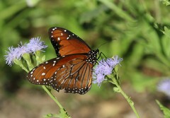 Danaus eresimus