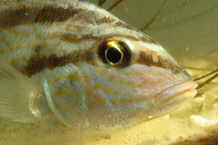 Orthopristis chrysoptera