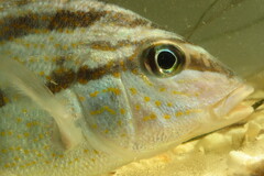 Orthopristis chrysoptera