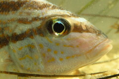 Orthopristis chrysoptera