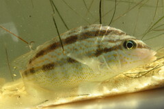 Orthopristis chrysoptera