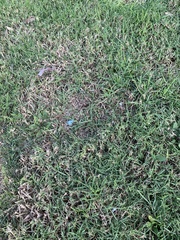 Stenotaphrum secundatum