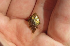 Stephanolepis hispida