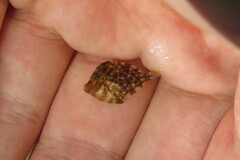 Stephanolepis hispida