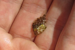 Stephanolepis hispida