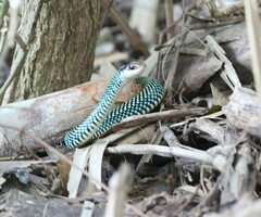 Drymobius margaritiferus